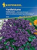 Vanilleblume: Vanillezauber, Heliotropium arborescens - 1 Portion