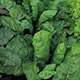 Vegetable - Kings Seeds - Pictorial Packet - Beetroot - Perpetual Spinach (Award of Golden Merit)