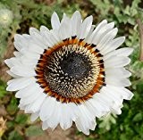Venidium Weiß - Afrikanische Sommerblume - 100 Samen