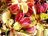 Venus-Fliegenfalle (Dionaea muscipula) 10 Samen (Fleischfressende Pflanze)