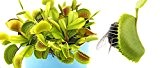 Venusfliegenfalle - Dionaea muscipula - ca. 20 Samen - fleischfressende Pflanze !!-