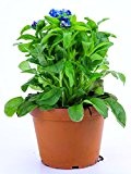 Vergissmeinnicht Pflanze blau im Topf aus eigener Gärtnerei !