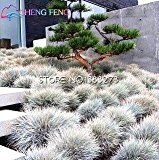 Verkauf 100 Stücke / Los Seltene Grassamen Zierpflanzen Garten Samen Bonsai-Topf-Minianlage Geschenk Startseite Jardin Ornamental Easy Grow