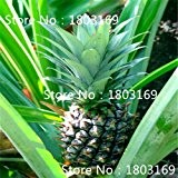 Verkauf! 100pcs 10 Arten Bonsai Ananas Seeds 100% echte Bio-Blooming Fruchtsamen Gartenpflanze