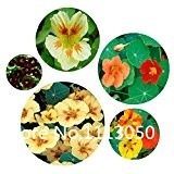 Verkauf! 200pcs 10 Arten Bonsai Kapuzinerkresse Samen 100% echte Bio-Blooming-Blumensamen Gartenpflanze