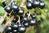 Vierbeere® Black Pearl® - junge kräftige Pflanze im 5lt. Container