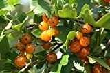 Vierbeere® Orangesse® - junge kräftige Pflanze im 5lt. Container