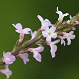 Viola odorata - Duftveilchen - Sg - Samen