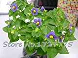 Violet Blumensamen Garten-Levkoje Usambaraveilchen Samen 100 Farben Partikel zu wählen / bag