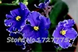 Violet Blumensamen Garten-Levkoje Usambaraveilchen Samen 100 Farben Partikel zu wählen / bag