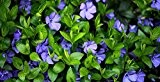 Violettblaues Immergrün - Vinca Minor - Bodendecker - Topf 20-25cm (10)