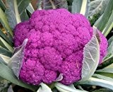 Violette Blumenkohl - Violetta di Sicilia - Kohl - Broccoli - Brokkoli - 100 Samen