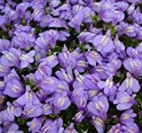 Violettes Lippenmäulchen / Mazus Reptans violett im 9x9 cm Topf