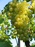 Vitis vinifera Millennium Weinrebe | kernlose weiße Weintraube | veredelt mit Neuaustrieb