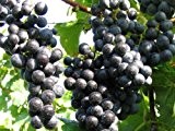 Vitis vinifera Regent | blaue Weintraube Tafeltraube dekorative Herbstfärbung veredelt mit Neuaustrieb