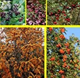 Vogelhecke, bestehend aus je 2 Pflanzen: Apfelbeere (Aronia prunifolia Viking®), Sanddorn (Hippophae rhamnoides), Eberesche (Sorbus aucuparia), Schneebeere (Symphiocarpus Mother of ...