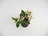 Wachsblume, Hoya carnosa variegata, Zimmerpflanze in Hydrokultur, 15/19er Kulturtopf, 20 - 30 cm