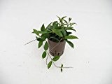 Wachsblume, Hoya carnosa, Zimmerpflanze in Hydrokultur, 15/19er Kulturtopf, 20 - 30 cm