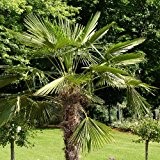 Wagners Hanfpalme - Trachycarpus wagnerianus  - Samen