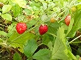Wald-Erdbeere (Fragaria vesca) 20 Samen auch Monatserdbeere genannt