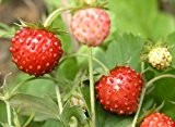 Wald-Erdbeere Mignonette - 50 Samen