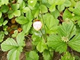 Wald-Erdbeere (Weiß) 15 Samen auch Monatserdbeere genannt (Rarität)