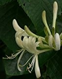 Wald-Geißblatt - Lonicera Periclymenum - Kletter-/Schlingpflanze, blühfreudig, starkwüchsig, duftend, 40-60 cm