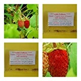 Walderdbeere (wilde Erdbeere)- ca. 30 Samen - aromatischer Geschmack - Rarität !!!