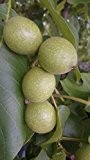 Walnussbaum Parisienne LH 150 - 160 cm, Walnüsse braun, Busch, im Topf, Obstbaum winterhart, Juglans regia