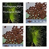 Washingtonia filifera 50 x Palmensamen Washington Palme frosthart