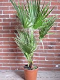 washingtonia robusta 100 cm Arecaceae Palme palmen filifera
