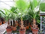 Washingtonia robusta MULTISTAMM - Mexikanische Washingtoniapalme - verschiedene Größen (130-150cm - Topf Ø 35cm)