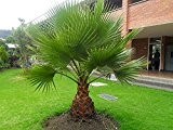 Washingtonia robusta Zimmerpalme Büropalme 130-150 cm. Eine der schnellwachsendsten Palmen der Welt