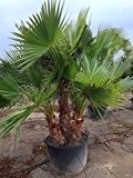 Washingtonia robusta Zimmerpalme Gartenpalme mit 2-3 Stämmen Stämmen ca.100-120 cm. Eine der schnellwachsendsten Palmen der Welt