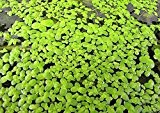 Wasserlinse (Lemna minor) - Teichpflanzen Teichpflanze Schwimmpflanzen