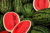Wassermelone Crimson Sweet - 10 Samen -Zucker- Süss-