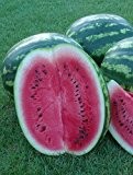 Wassermelone Crimson Sweet - 50 Samen