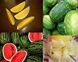 Wassermelonen-Melonen Mix **Super Süß und Aromatisch** ->4 Super Sorten
