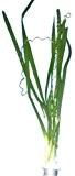 Wasserpflanzen Vallisneria spiralis, Aquariumpflanzen