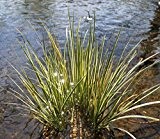 Wasserpflanzen Wolff - Acorus gramineus - winterhart - Zwergkalmus - Graskalmus