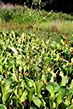 Wasserpflanzen Wolff Alisma parviflora Rundblättriger- Breitblättriger Froschlöffel, weiß