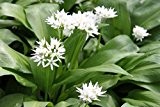 Wasserpflanzen Wolff - Allium ursinum - Bärlauch, weiß - wilder Knoblauch