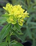 Wasserpflanzen Wolff - Euphorbia palustris - winterhart - Sumpfwolfsmilch, gelb