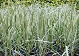 Wasserpflanzen Wolff - Glyceria maxima 'Variegata' - Buntlaubiger-Gebänderter Wasserschwaden - Riesensüßgras
