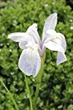 Wasserpflanzen Wolff - Iris laevigata 'Snowdrift' - Asiatische Sumpfiris - Sumpfschwertlilie, weiß