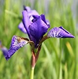 Wasserpflanzen Wolff - Iris versicolor - Amerikanische Sumpfiris - Sumpfschwertlilie, blau