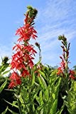 Wasserpflanzen Wolff - Lobelia cardinalis - Kardinalslobelie, rot