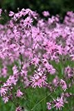 Wasserpflanzen Wolff - Lychnis flos-cuculi - Kuckuckslichtnelke - Kuckucksblume, rosa