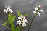 Wasserpflanzen Wolff - Menyanthes trifoliata - Bitterklee - Fieberklee, weiß