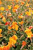 Wasserpflanzen Wolff - Mimulus 'Orange Glow' - Gauklerblume, orange